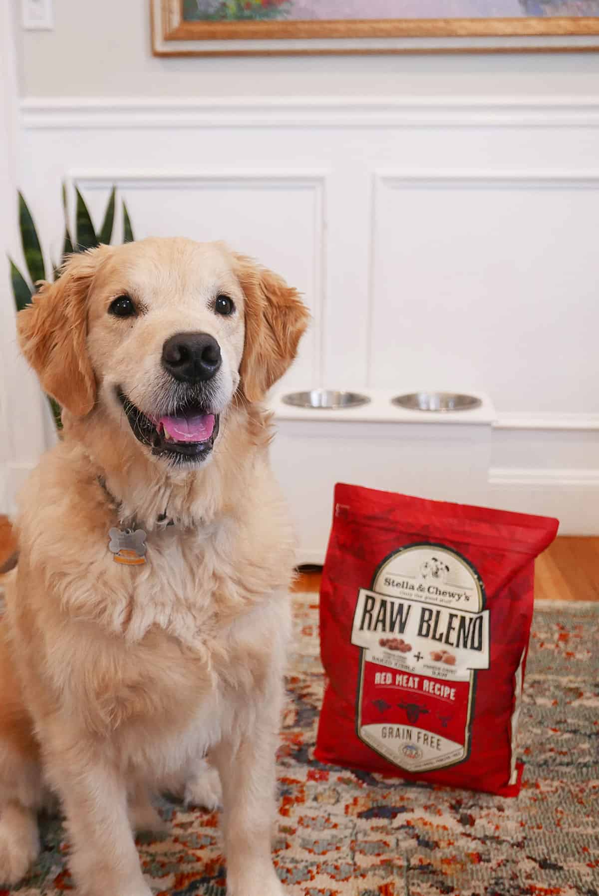 Jax for Stella & Chewy's: The Best Food For Your Dog