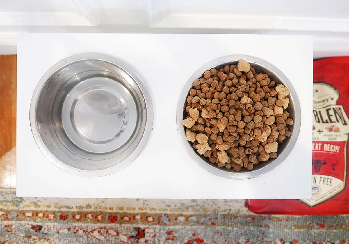 Jax for Stella & Chewy's: The Best Food For Your Dog