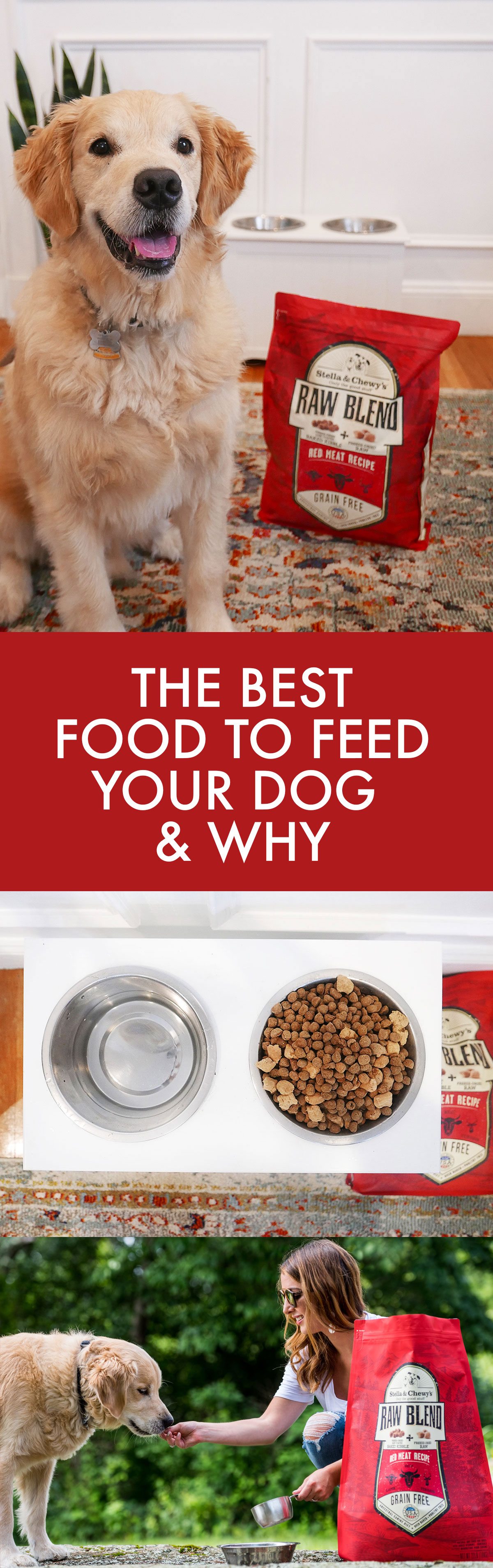 Jax for Stella & Chewy's: The Best Food For Your Dog