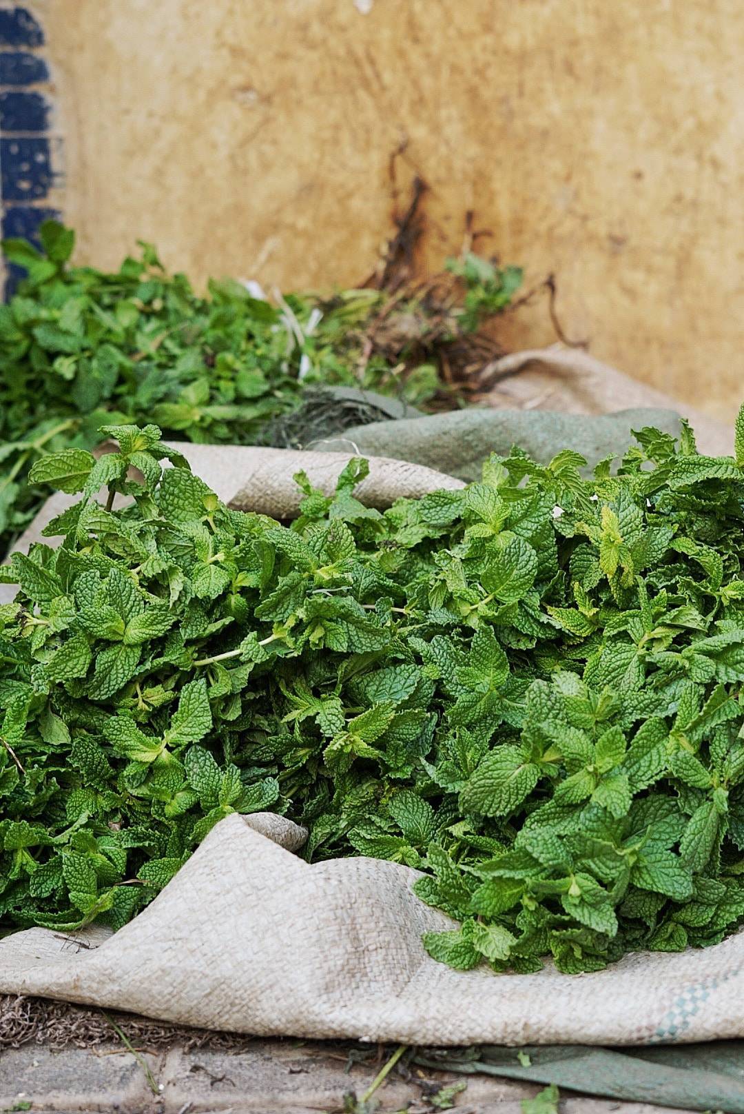 Buying Fresh mint in Fes Morocco