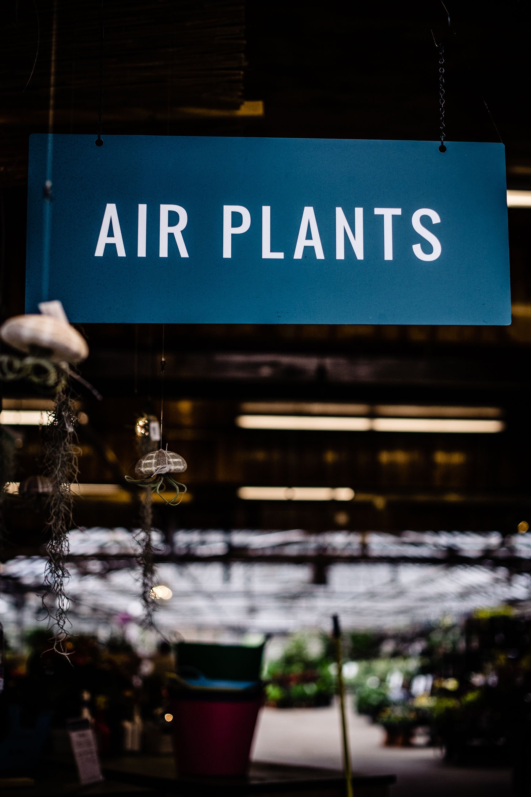 Sign of air plants at green house