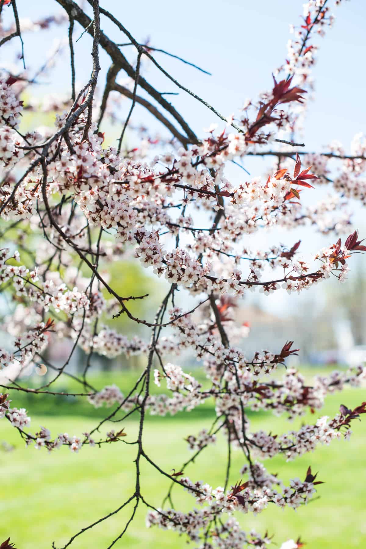 Flowers in Bloom April