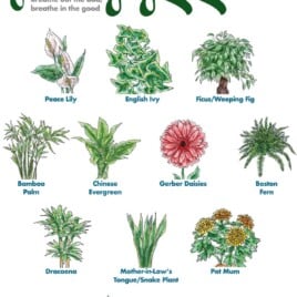 13 of the Best Plants for Air Quality at Home - Lexi's Clean Kitchen