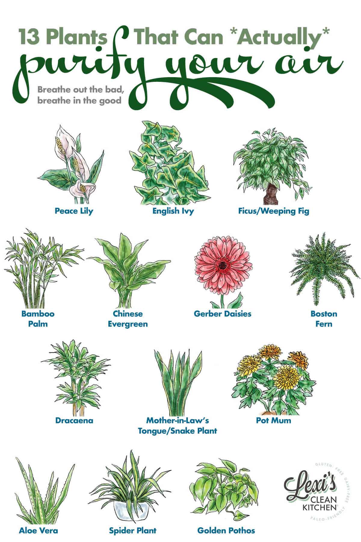 13 Plants That Can Actually Purify Your Air