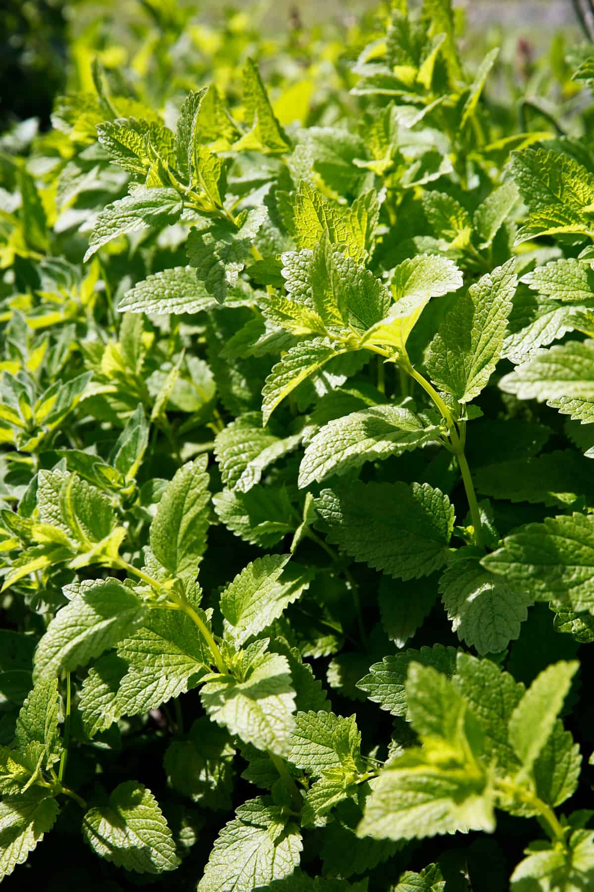 Fresh Mint Leaves