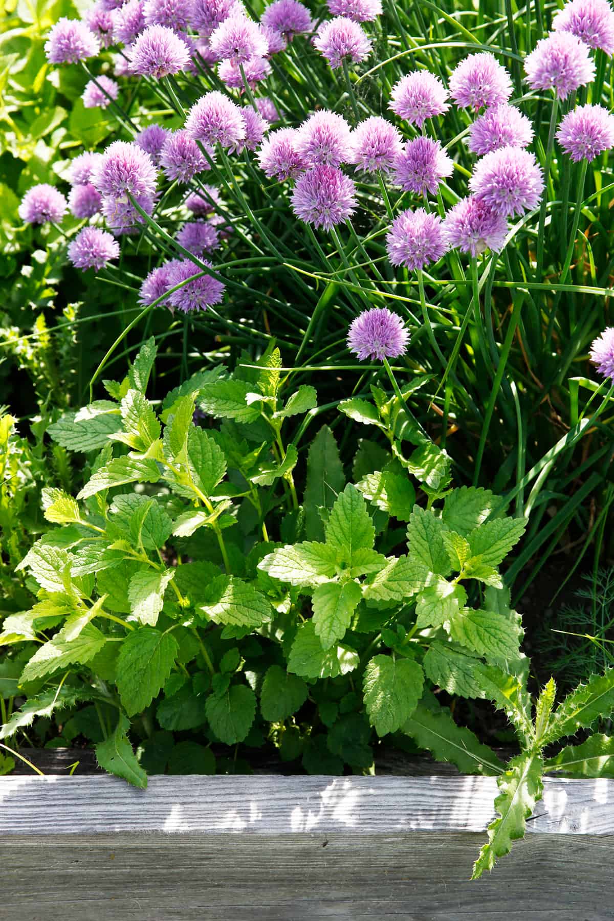Chives and mint in a garden bed.