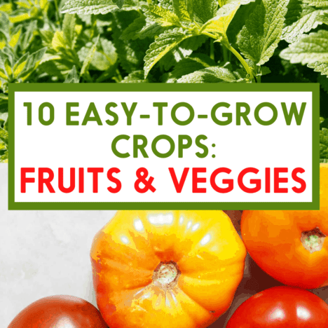 Tomatoes are easy to grow crops.