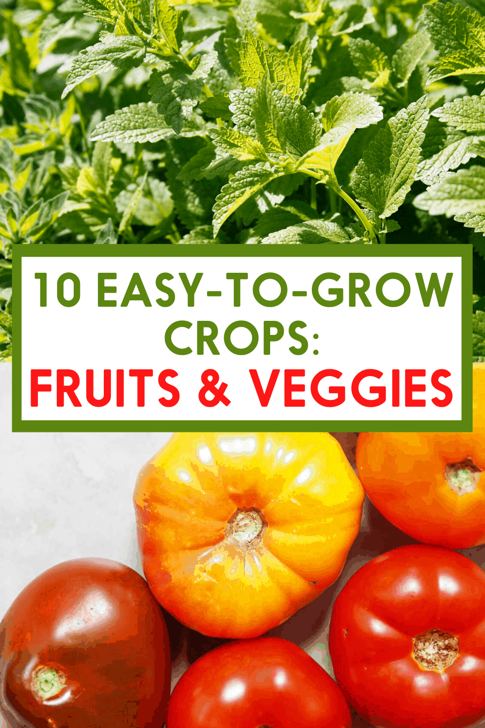 Tomatoes are easy to grow crops.