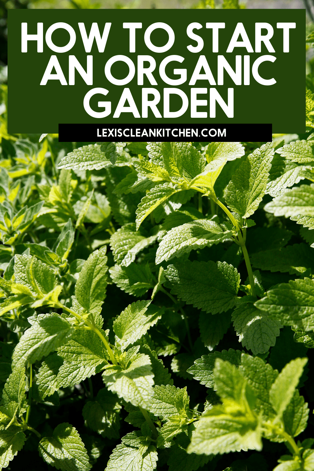How to start an organic garden guide for Pinterest with fresh mint leaves