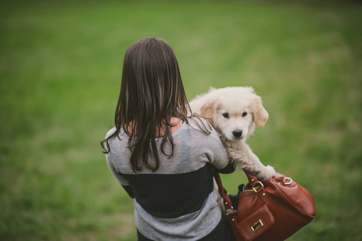 Woman caring a golden retriever puppy and a purse.