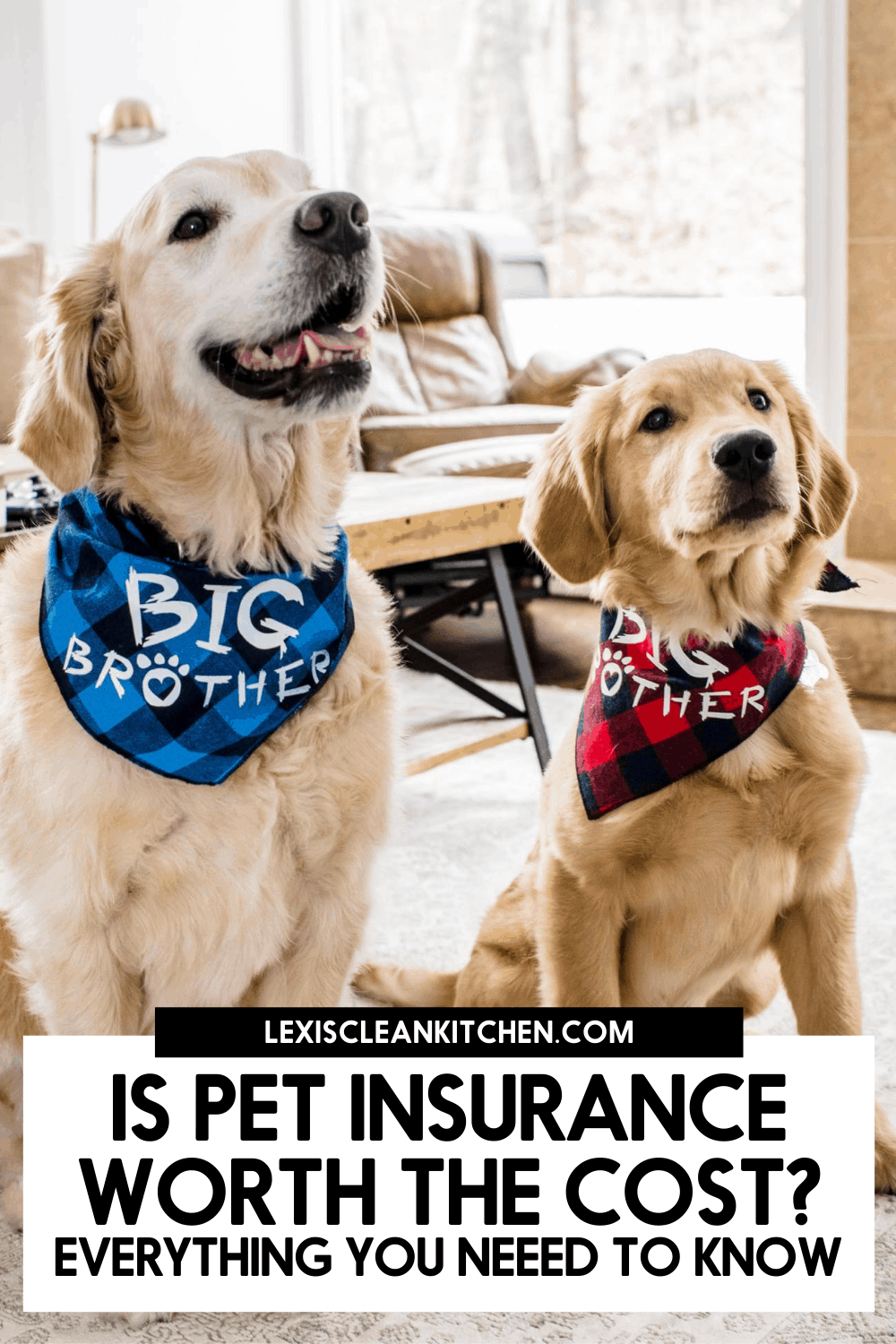 Two dogs who use pet insurance.