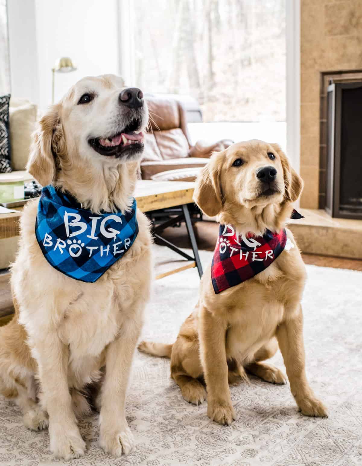 Two dogs who have pet insurance sitting together with bandanas on.